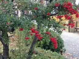 Image result for Pyracantha coccinea red column