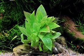 Image result for Hygrophila cataractae