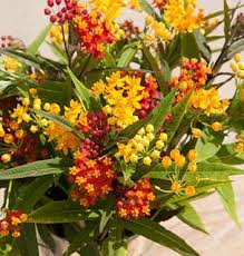 Image result for Asclepias curassavica