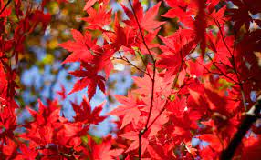 Used widely in garden plantings for the autumn color as well as the graceful. Magic Maple Moment Burke S Backyard