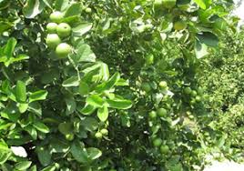 نهال مرکبات لیمو ترش