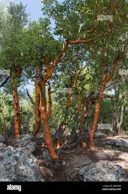 Image result for Andrachne