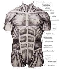 Originates even deeper in the chest and involves muscles of torso; Study Of Torso Muscles By Megasquid On Deviantart