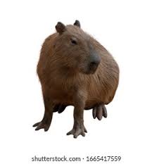 The capybara (hydrochoerus hydrochaeris) is a giant cavy rodent native to south america. Capipara Largest Rat World Native South Stock Photo Edit Now 1665417559