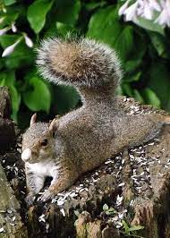White Nosed Squirrel Greeting Card For Sale By Cheryl King Squirrel Pictures Squirrel Wild Animals Pictures