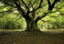 Se il tuo albero di melograno sta perdendo le foglie, potrebbe essere dovuto a cause naturali e non dannose come la caduta annuale delle foglie decidue. Alberi Che Perdono Le Foglie