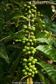 Image result for Coffea sp. A