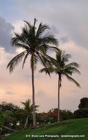 Beautiful Sol Palmeras