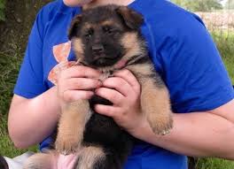 Location colonial beach, va 22443, usa. German Shepherd Puppies For Sale Virginia Beach Va 223806