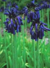 Image result for Agapanthus inapertus