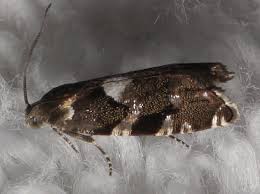 Image result for Cydia microgrammana