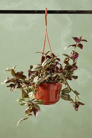 Image result for Tradescantia zebrina