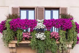 Il catalogo di piante da interno ed esterno in vendita online. Balcone Esposto A Nord 12 Piante Da Scegliere Community Leroy Merlin