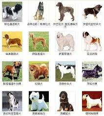 狗狗品种名字图片大全 告诉你世界上的犬种有哪些 玄学网 dog photos pets dogs