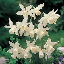 Narcissus Thalia Bulbs Narcissus Landscaping With Rocks Fall Bulbs