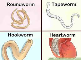 how to identify different dog worms with pictures wikihow