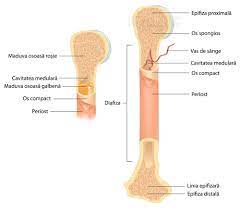 Problemele de natură medicală sunt probleme serioase care necesită asistenţă/consult specializat. Sistemul Osos Anatomie Si Fiziologie