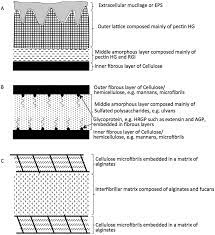 Check spelling or type a new query. Schematic Representation Of Algal Cell Walls The Cell Wall Composition Download Scientific Diagram