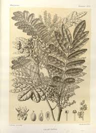 Image result for Cnestis