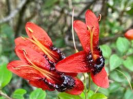 Image result for Ruttya fruticosa