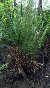 Asparagus aethiopicus (= asparagus sprengeri, protasparagus aethiopicus), also called asparagus fern, ground asparagus, and, in south africa, emerald fern and basket asparagus. 1 Gallon Pot Overall Height 12 14 Ak Pr Or Hi Foxtail Fern Az Currently Unable To Ship To Ca Plants Seeds Bulbs Patio Lawn Garden Guardebem Com