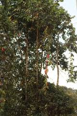 Image result for Coccinia mildbraedii