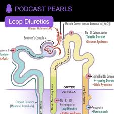 Image result for Loop Diuretic
