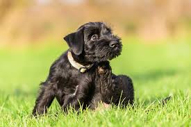She is very sweet and wants to be near her family at all times. Standard Schnauzer Puppies For Sale Akc Puppyfinder