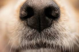 Types Of Allergic Reactions In Dogs American Kennel Club