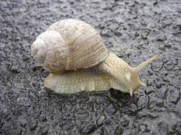 Some fish like cichlids, bettas and guppies will nip or bite off the feelers. Snail Wikipedia