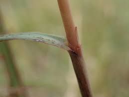 Image result for Cymbopogon caesius