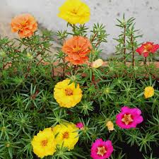 Image result for Portulaca centrali-africana