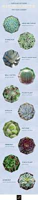 You can almost completely ignore them. 20 Popular Types Of Succulents Ftd Com