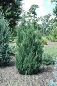 Check spelling or type a new query. Blue Point Juniper Juniperus Chinensis Blue Point In Milwaukee Racine Waukesha Green Bay Oconomowoc Wisconsin Wi At Stein S Garden Home