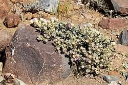 Image result for Macledium