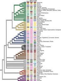 7 Best Bird Classification Images Phylogenetic Tree Birds