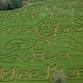 McKee's CornField Mazes event image