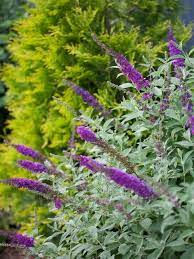How To Winterize Your Roses Dwarf Shrubs Butterfly Bush Plants