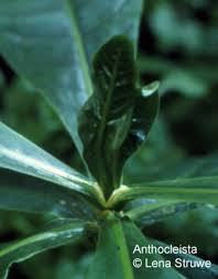 Image result for Anthocleista