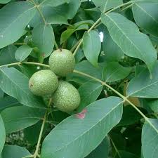 Image result for Juglans