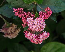 Image result for Rogiera amoena