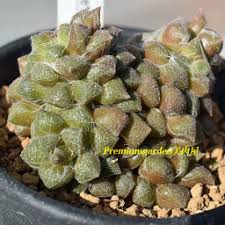 Image result for Anacampseros subnuda