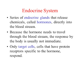 39 1 The Endocrine System Control Of The Body By Feedback Control Of Hormones Ppt Download