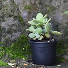 Check spelling or type a new query. Pachyphytum Moon Silver Pachyphytum Oviferum Cute Succulent Plant India Gardening Store