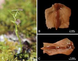 Image result for Malaxis weberbaueriana