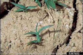 Image result for Echinochloa colona