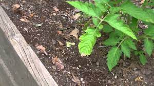 The boiling hot water will kill ants. How To Treat Ants In Raised Beds Organically Youtube
