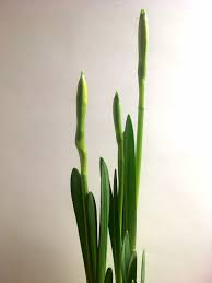 Narcissus Bulbs Growing In Pot Indoors Narcissus Bulbs Narcissus Flower Cactus Plants