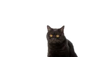 They are quite docile and laid back. Black British Shorthair Cat Isolated On White Background Free Stock Photo And Image