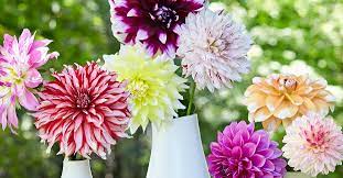 Dahlia Flowers How To Grow And Arrange These Gorgeous Blooms Dahlia Flower Flowers Flower Arrangements